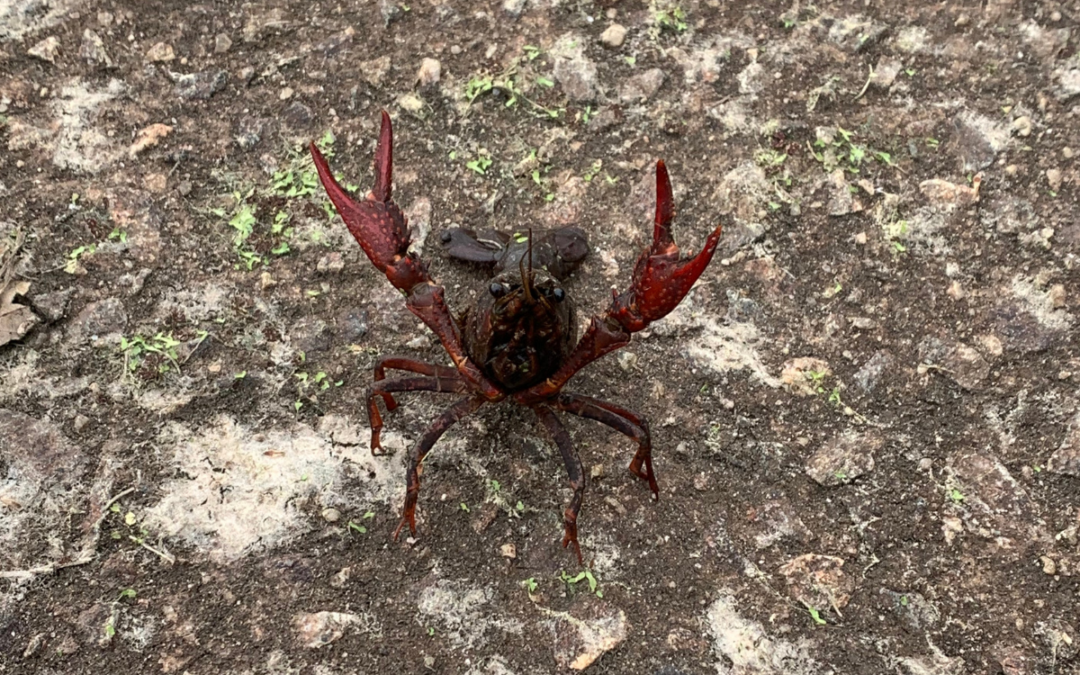 Should You Be Stocking Crawfish in a Bass Pond?