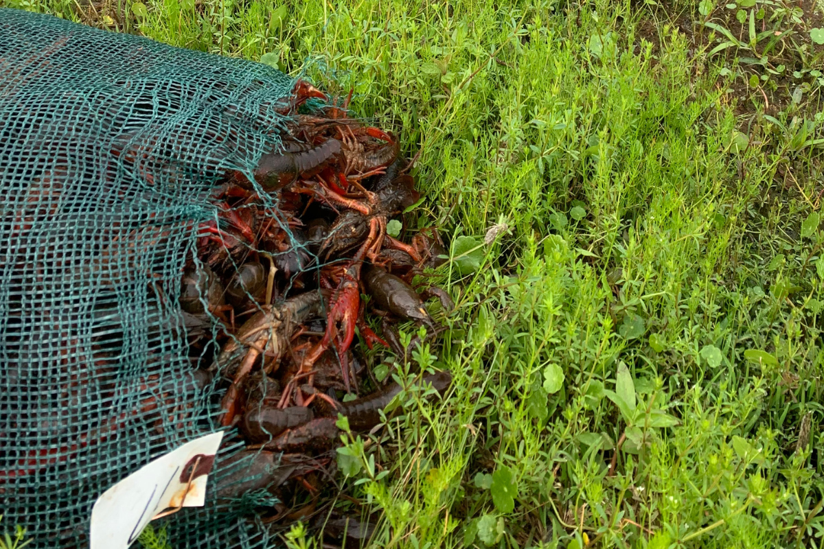 Stocking Crawfish