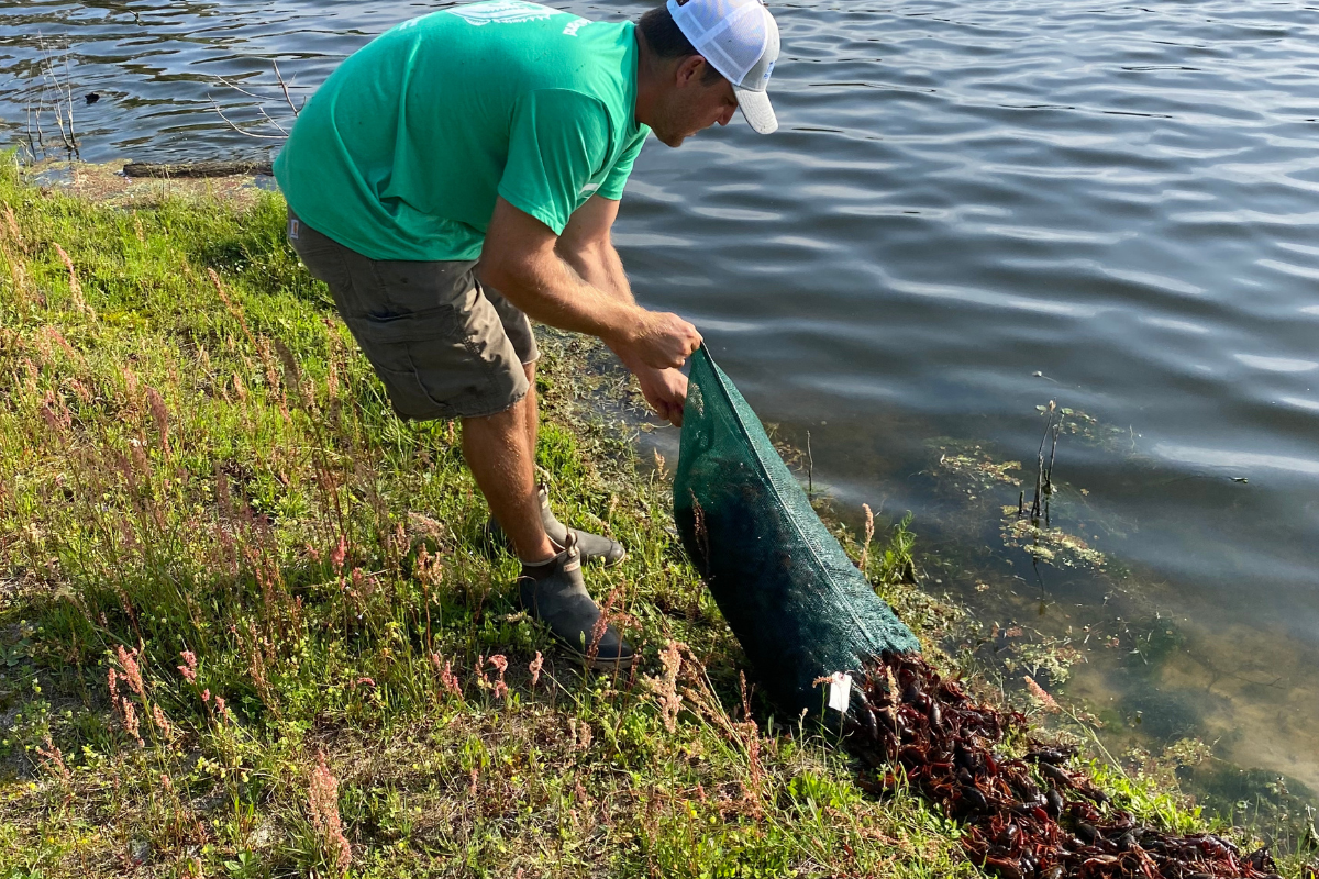 Stocking Crawfish