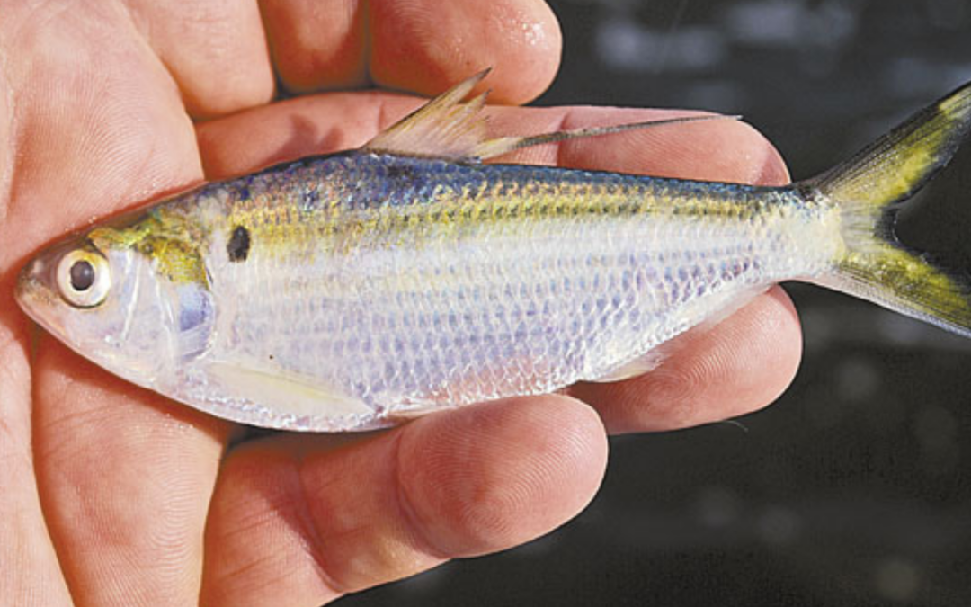 Stocking Threadfin Shad for Bass Forage