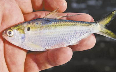 Stocking Threadfin Shad for Bass Forage