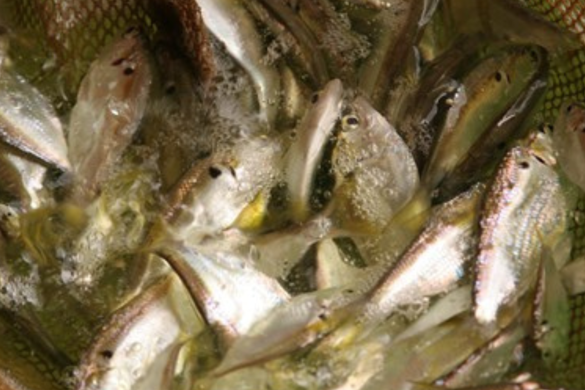 Threadfin Shad