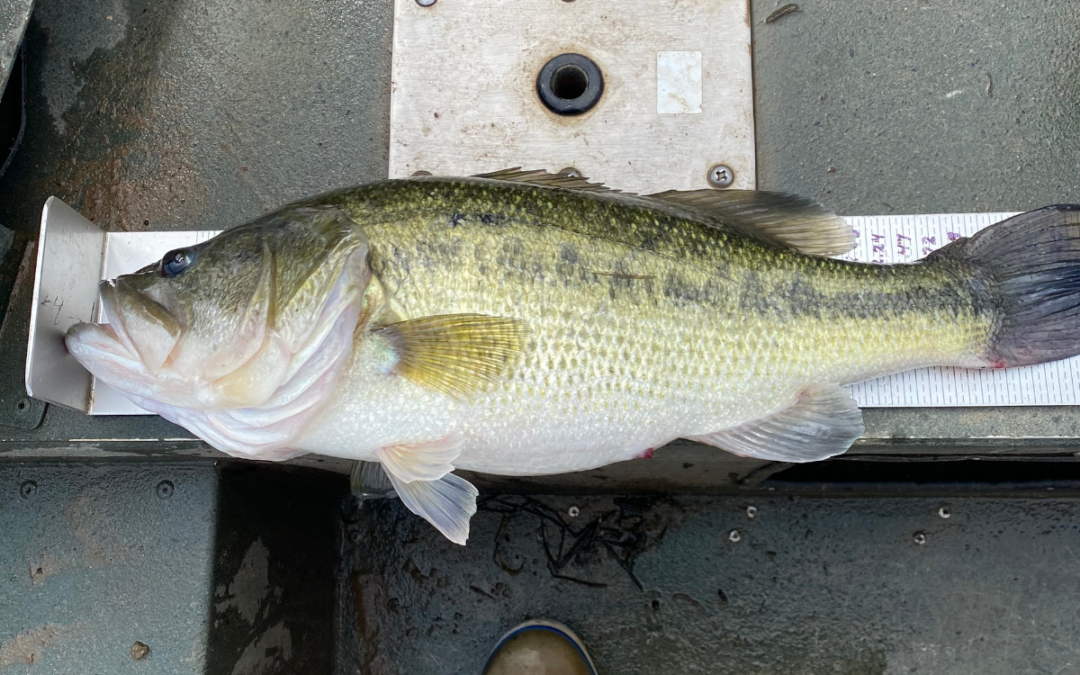 Creating a Balanced Largemouth Bass Population