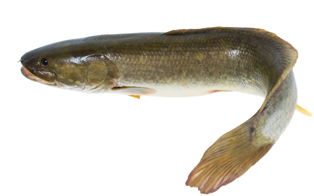 Are Bowfin Bad for a Pond or Lake?