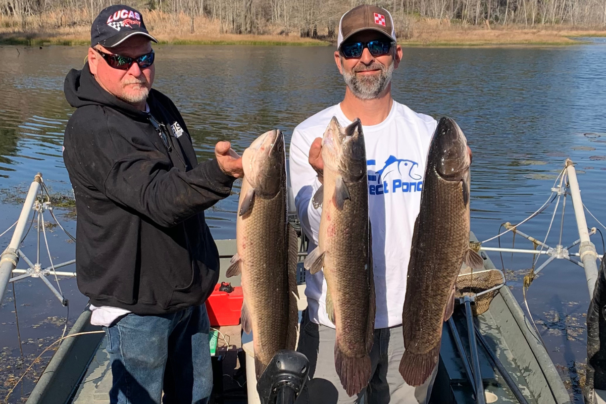 Bowfin from local pond