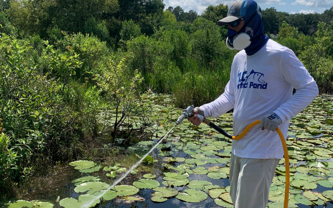 Water Lily Removal Strategies in Ponds and Lakes