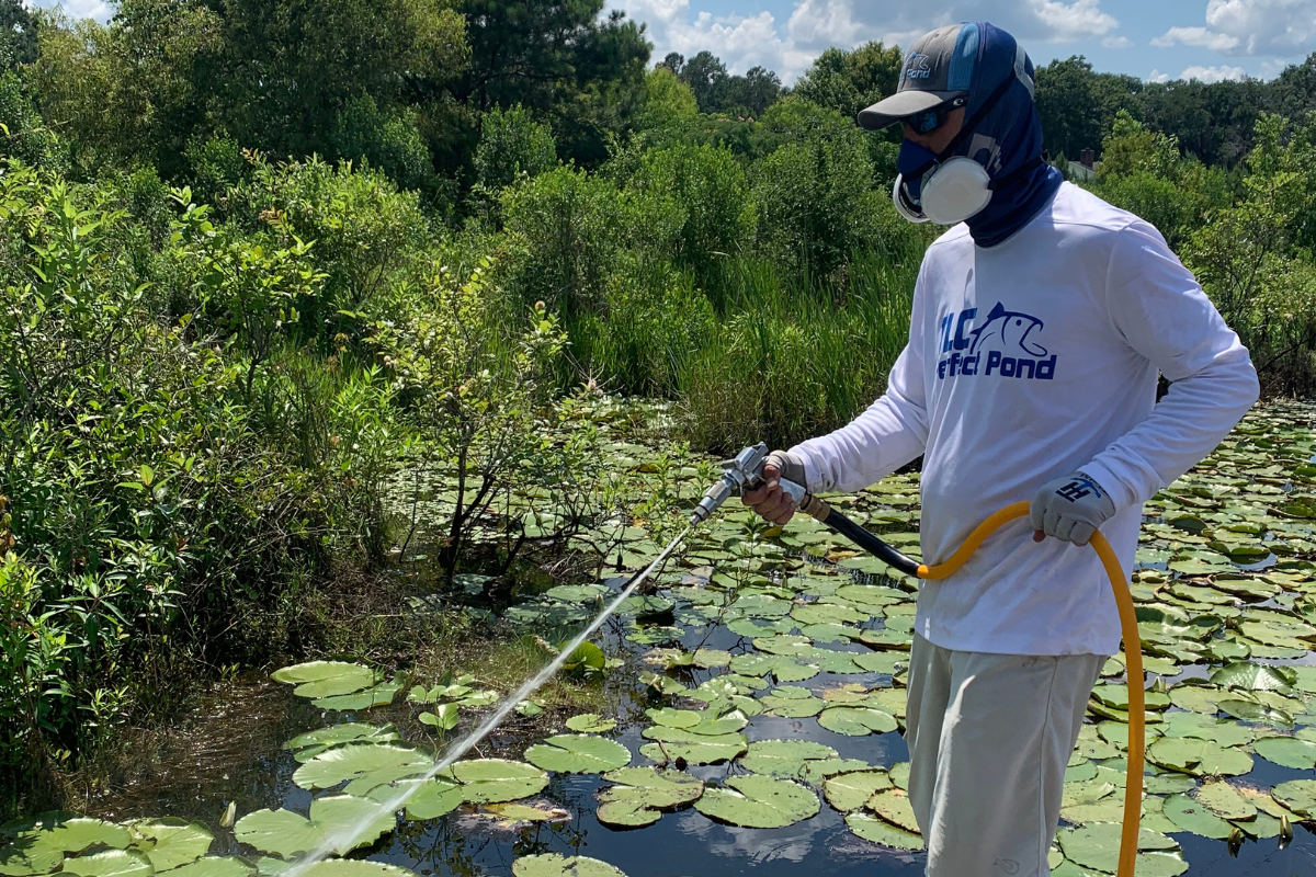 Water Lily Removal in Ponds and Lakes