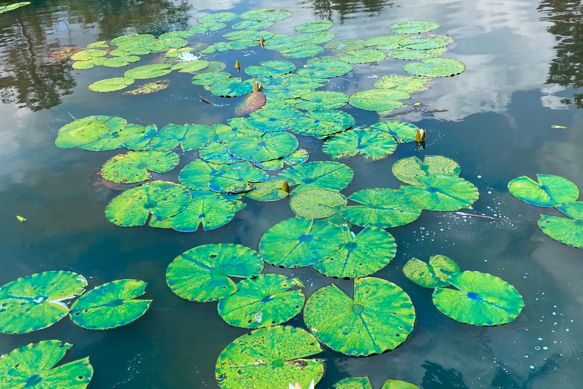 Water Lily After Being Sprayed