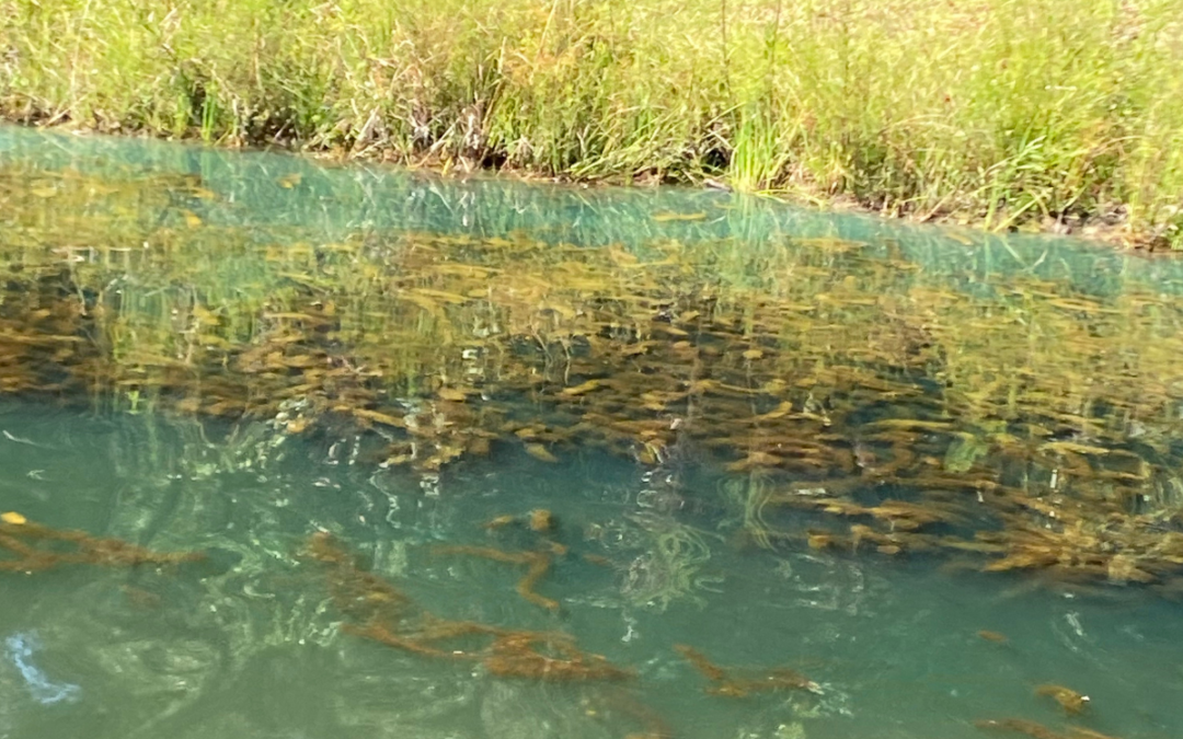 How to Manage Milfoil Weeds in Ponds and Lakes