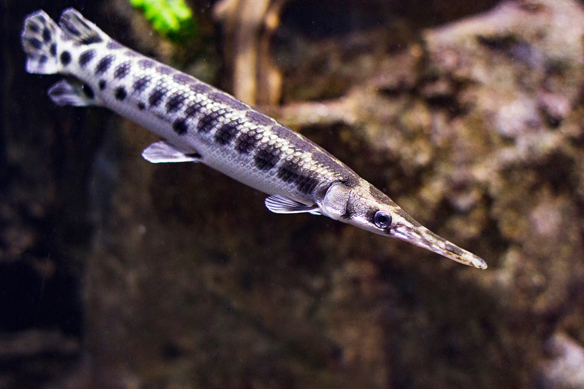 Small Gar Swimming