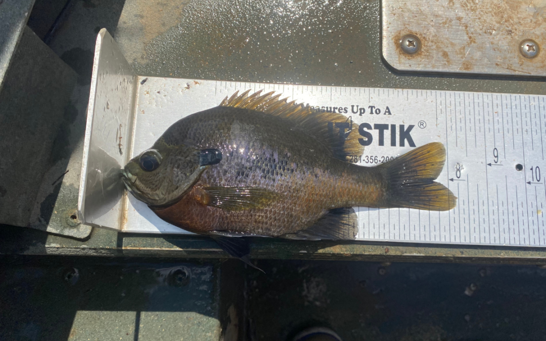 Improving Bluegill Weight in an 8 Acre Pond