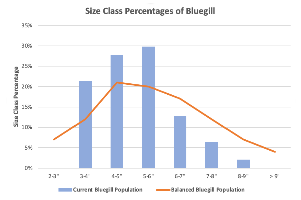 Bluegill Size Class Distribution in an 8 acre pond