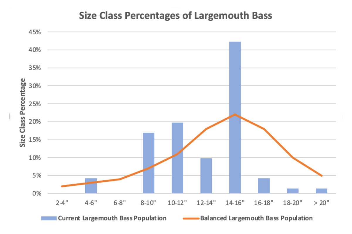 Largemouth Bass Size Classes