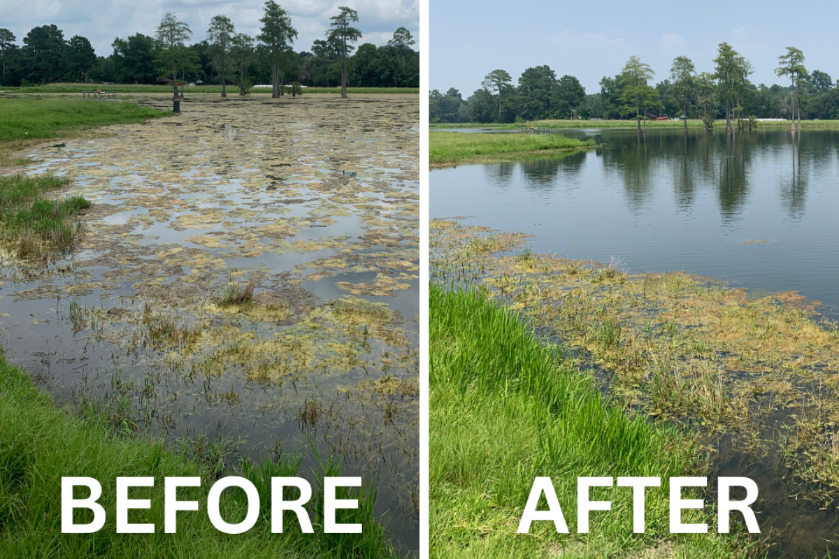 Pond Algae: The Phosphorous Perspective