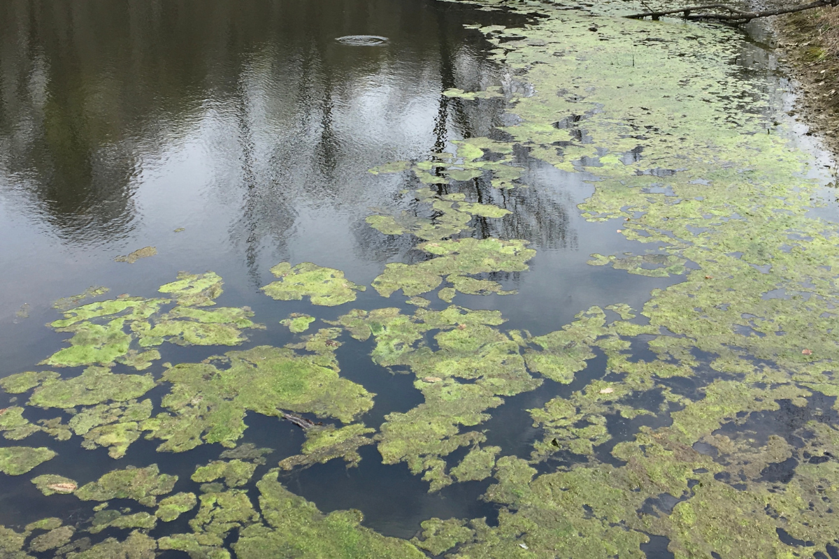 Pond Algae