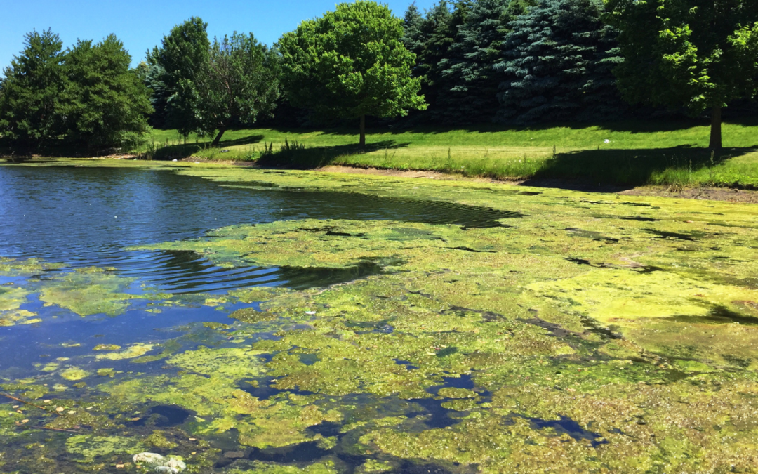 What Causes Excessive Pond Algae?