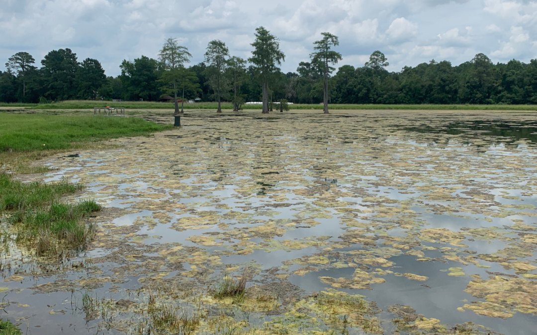 Pond Algae and the Phosphorous Problem