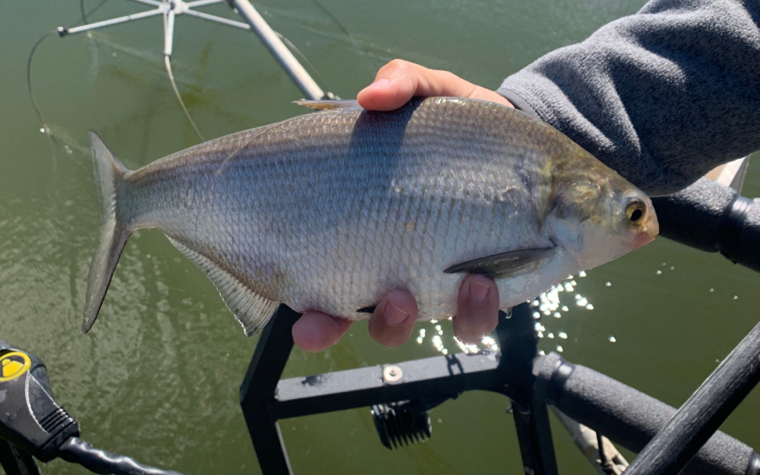 Are Gizzard Shad Bad for a Pond?