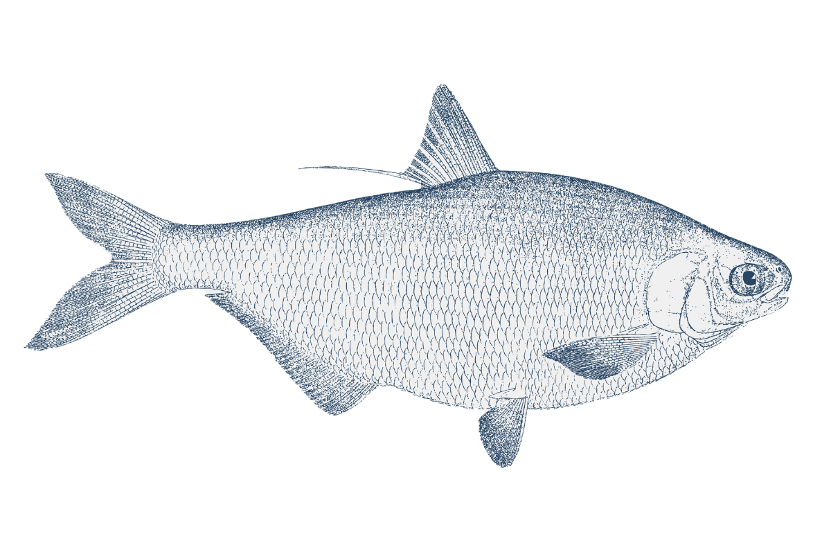 gizzard shad illustration