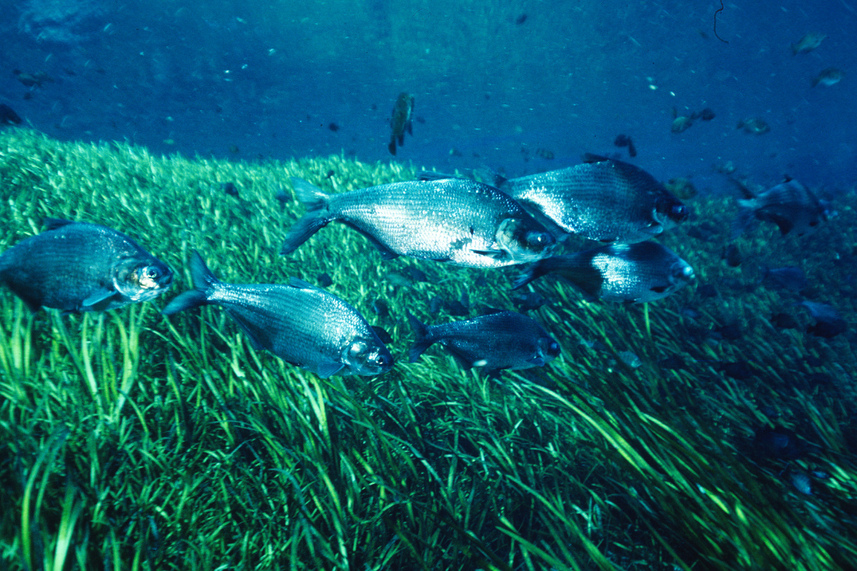 school of gizzard shad