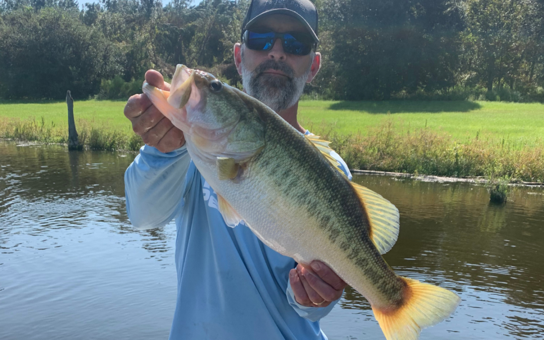 Dramatic Largemouth Bass Distribution Improvement in One Year