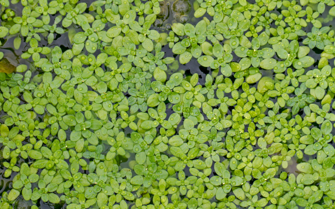 Managing Duckweed Coverage in Ponds