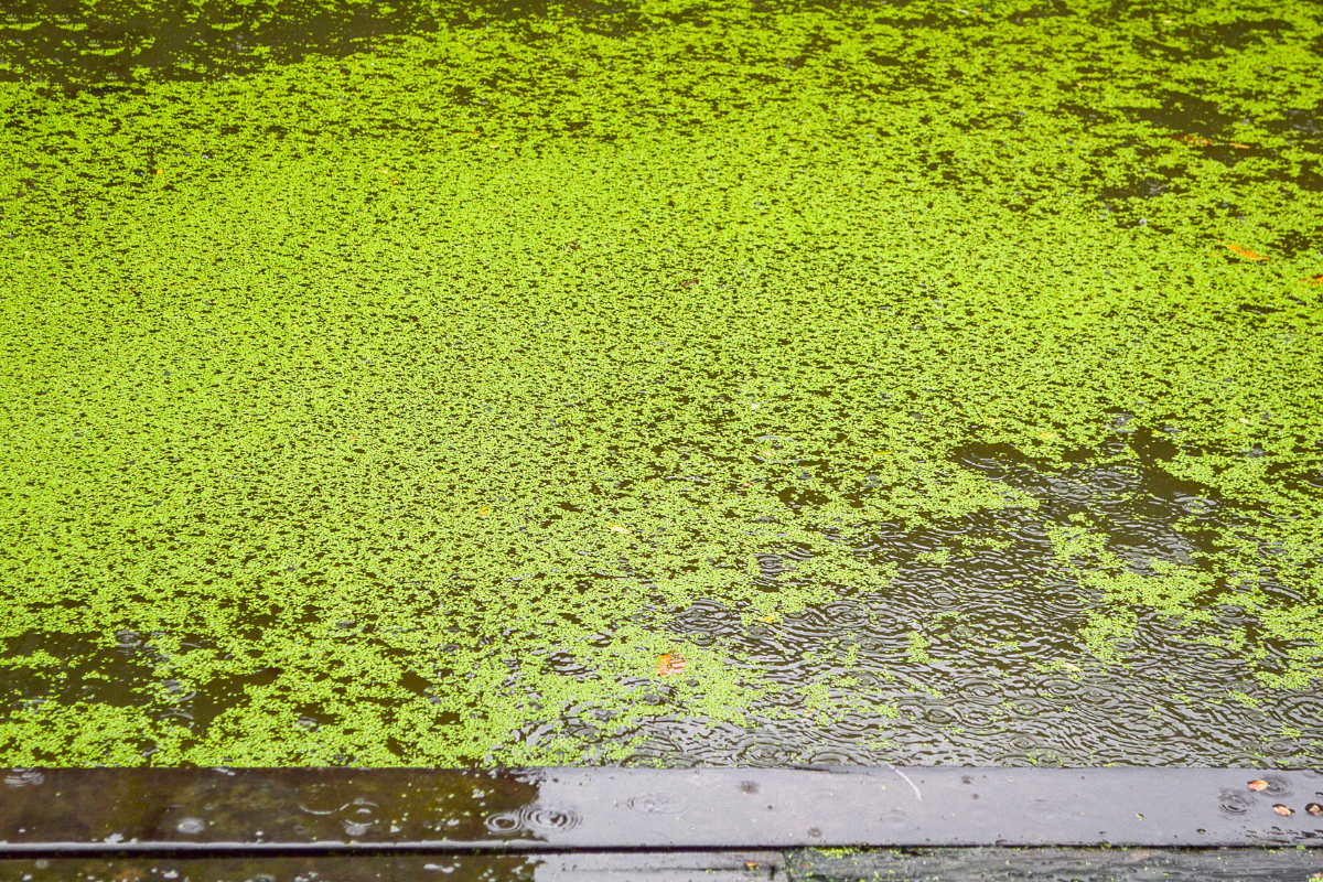 Duckweed Covering Pond