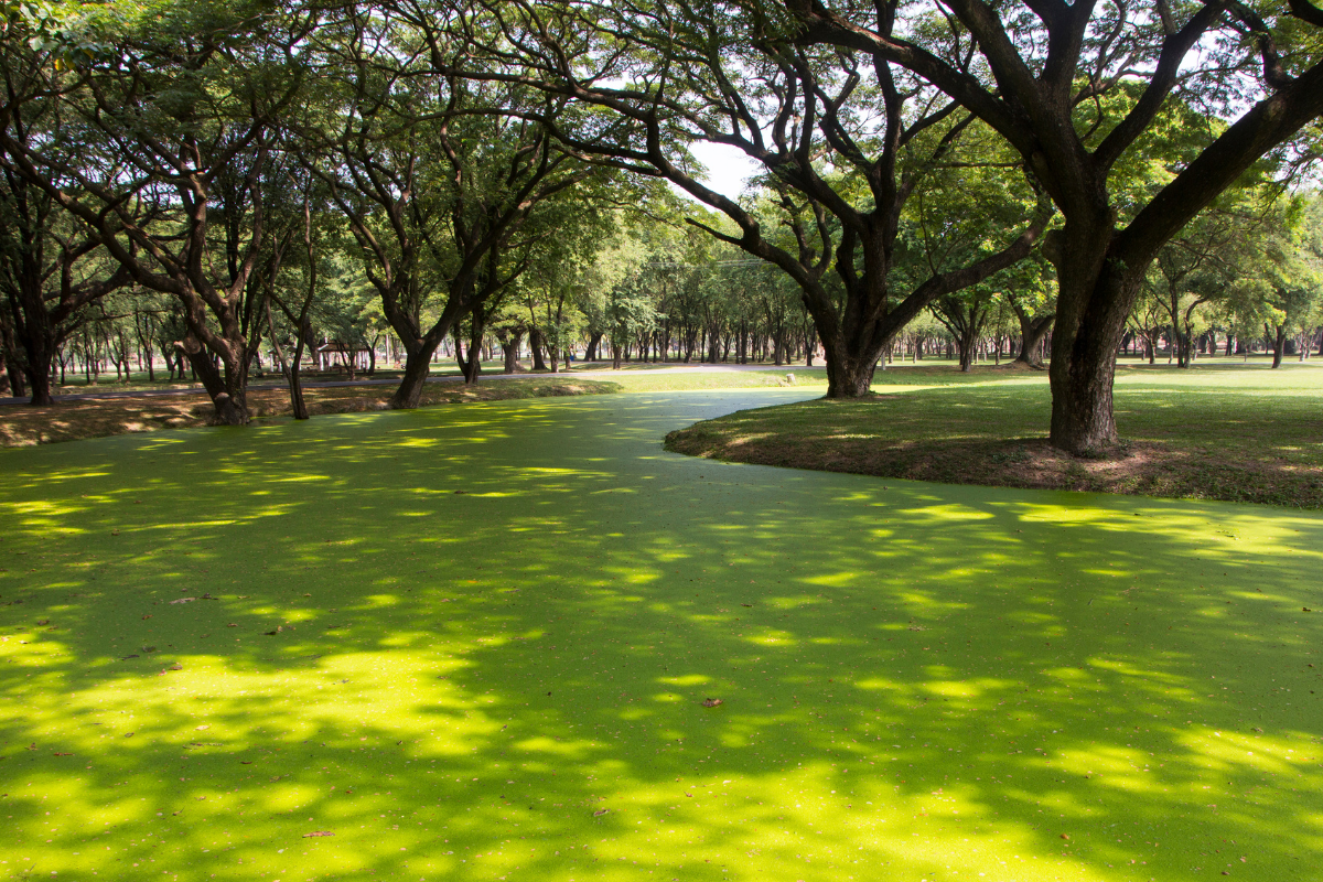 Duckweed in Waterway