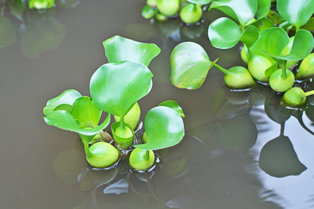 Floating Pond Weeds