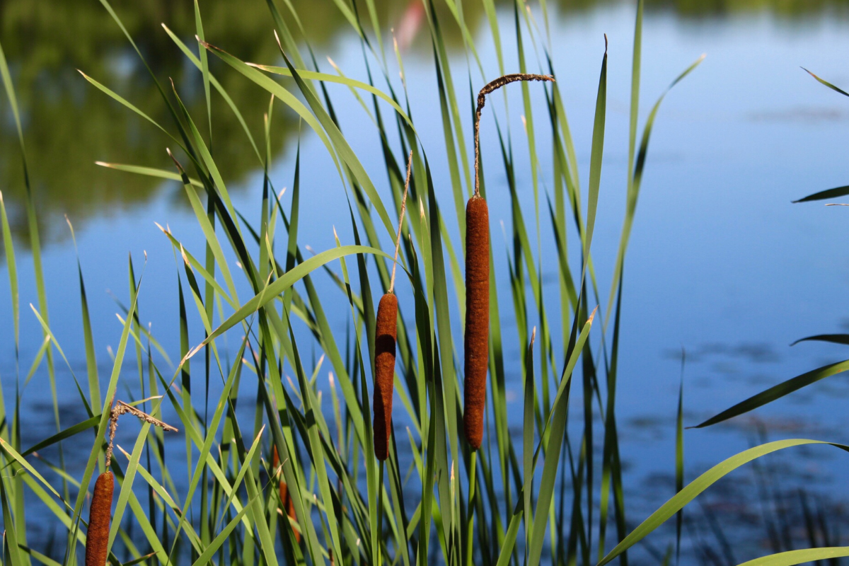 Emergent Pond Weeds - Cattail