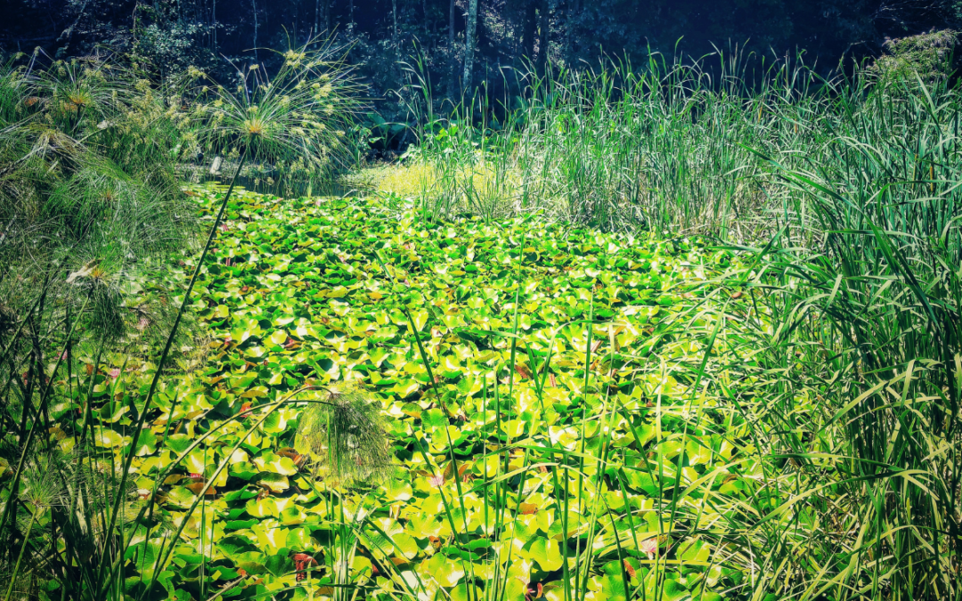 Types of Pond Weeds in Southern Ponds