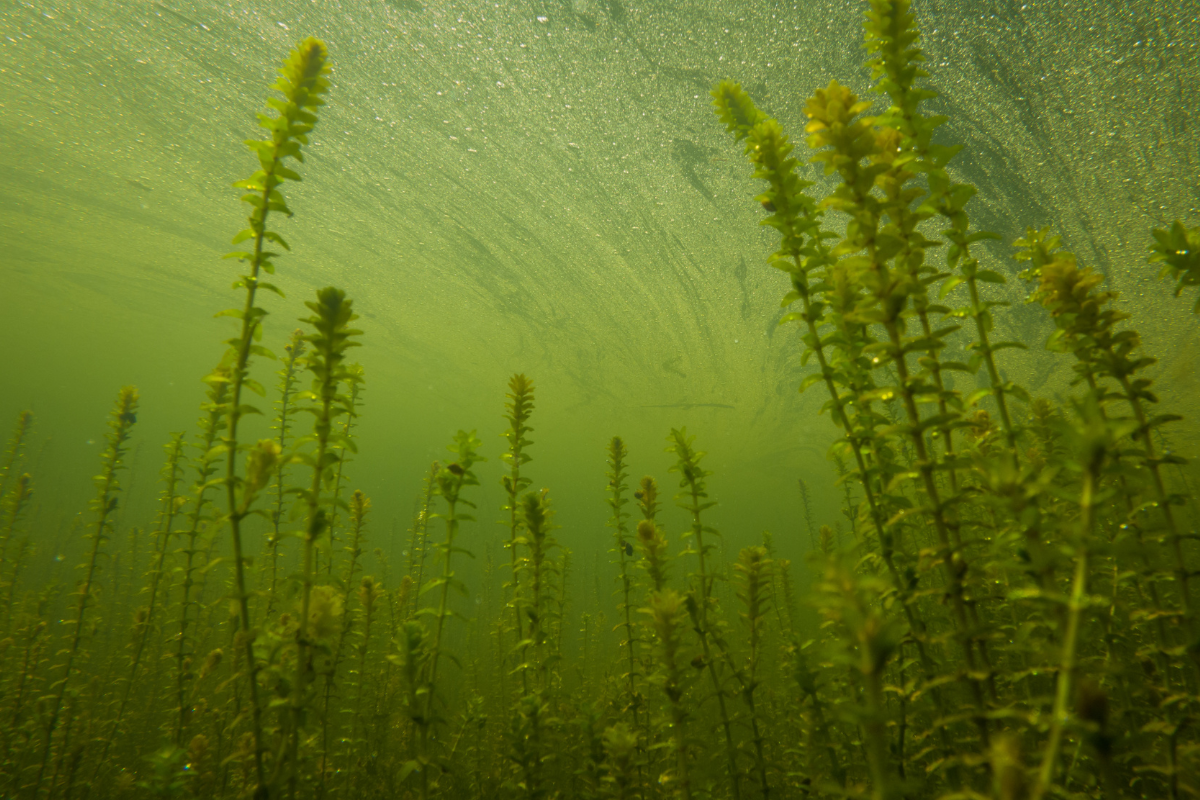 Submerged Pond Weeds