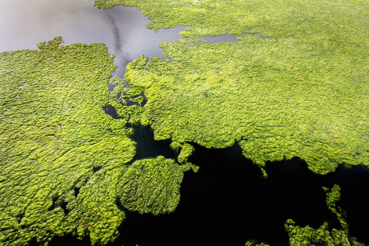 Pond Weeds - Filamentous Algae