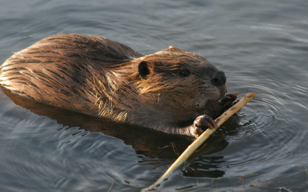 Are Beavers Bad for a Pond?