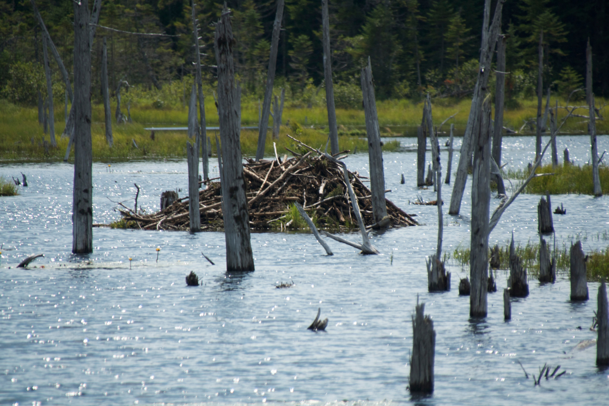 Beavers Creating Unwanted Debris Piles