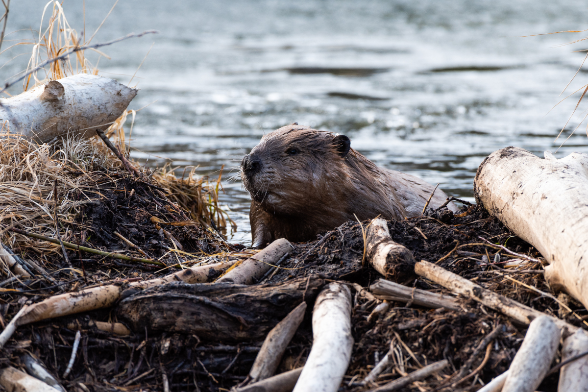 Beavers Piling Wood