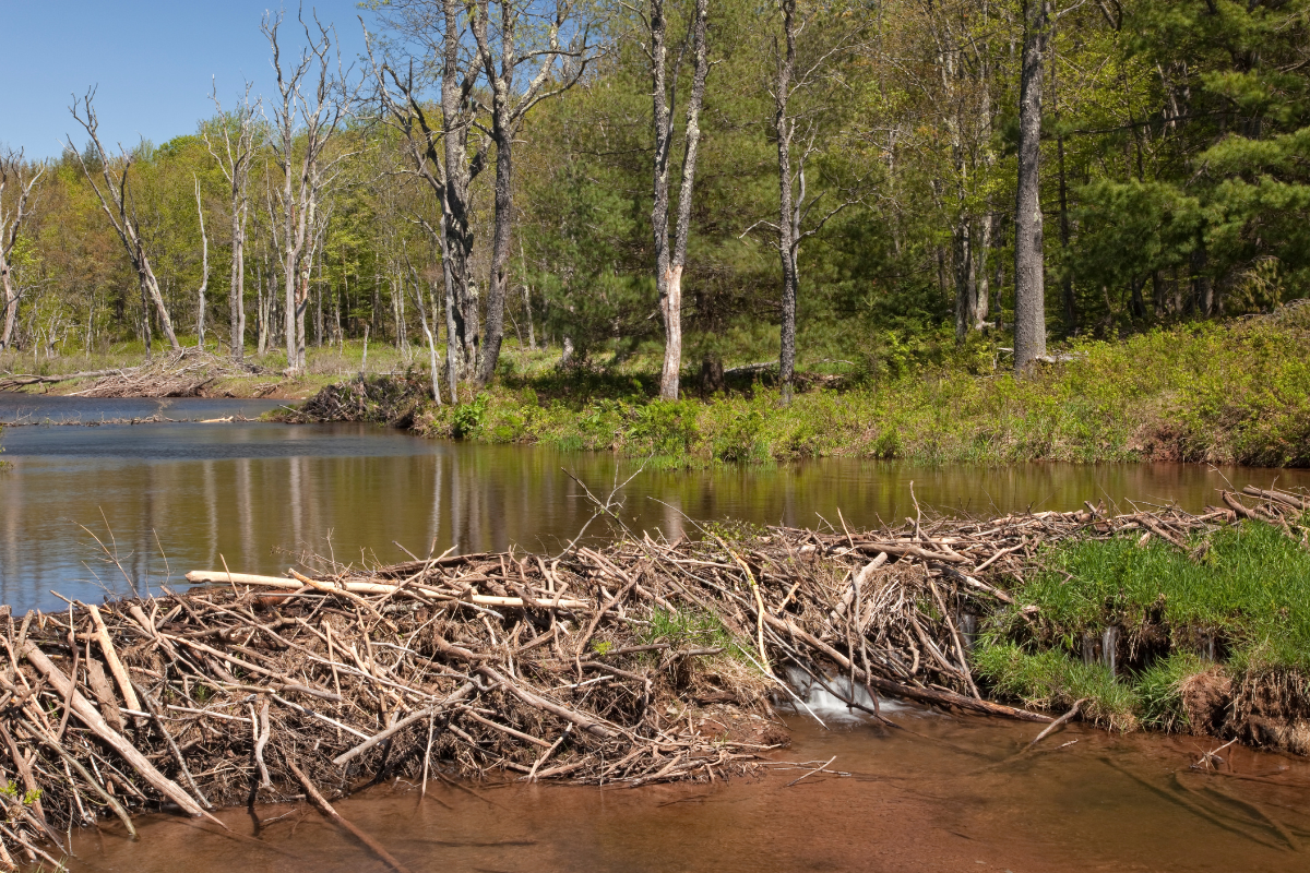 Beavers Restricting Water Flow