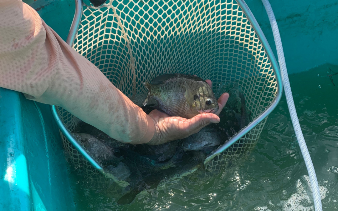 Forage Diversity for Largemouth Bass