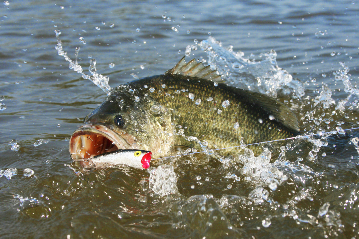 Bass Changing Feeding Habits with Forage Diversity