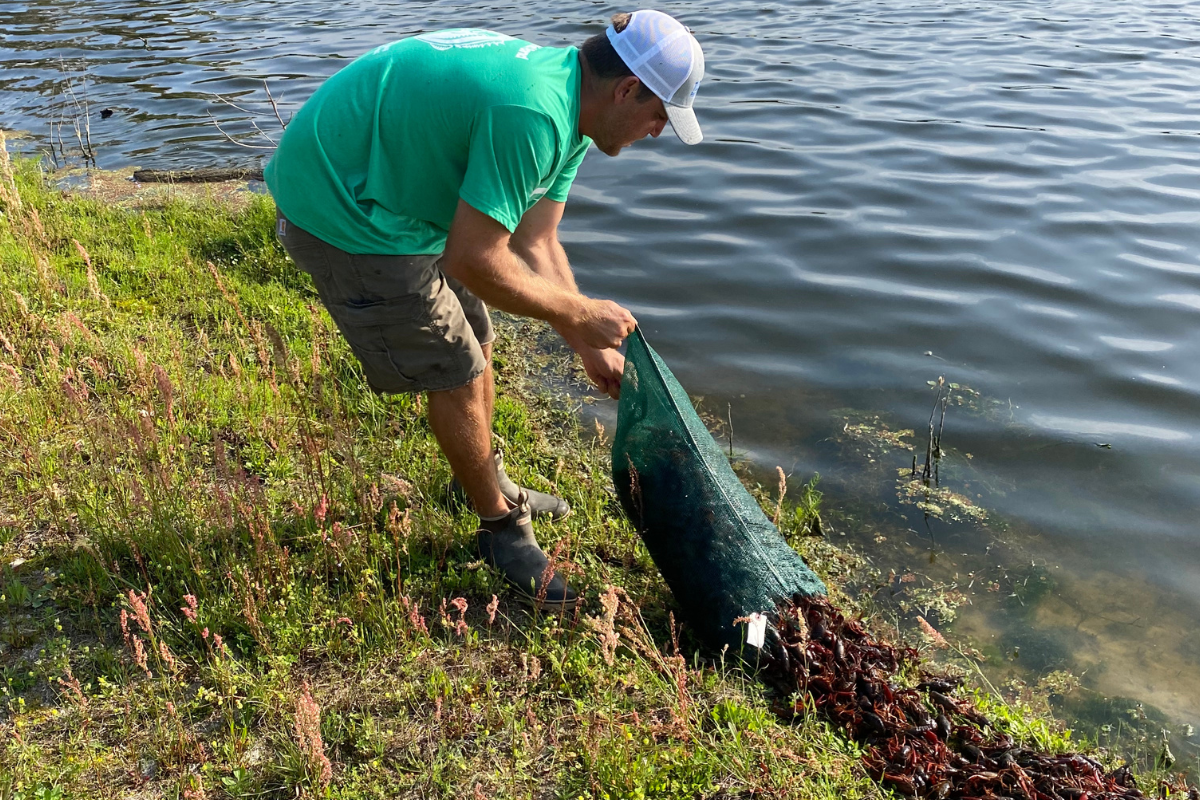 Using Crawfish to Improve Bass Forage Diversity