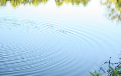 What Causes Low Dissolved Oxygen Levels in Ponds?