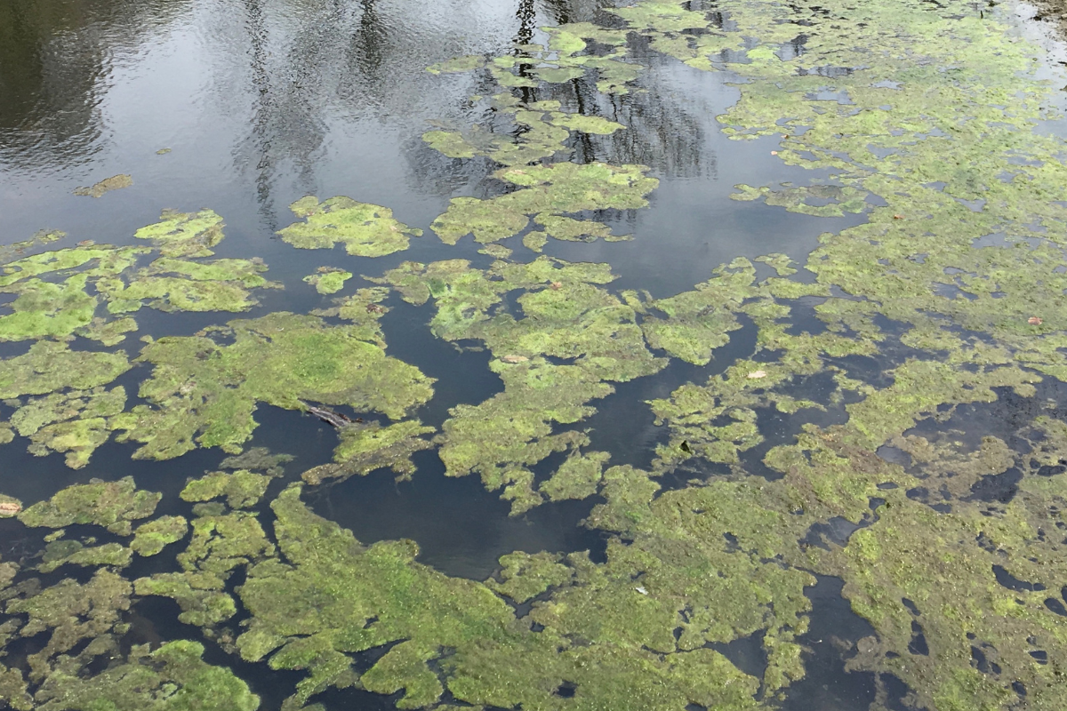 Excessive Algae Contributing to Reduced Dissolved Oxygen Levels