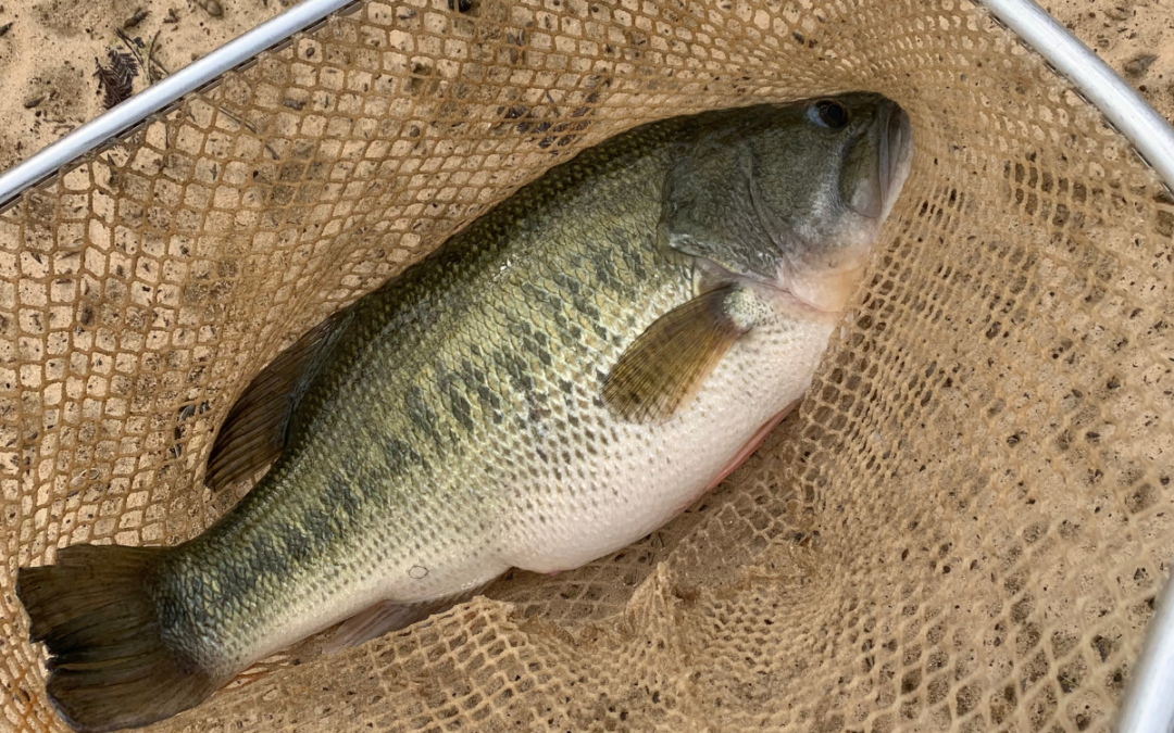 Incredible Bass Growth Rates from Local Ponds