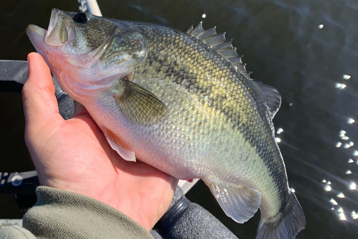 Fish with Trophy Bass Potential