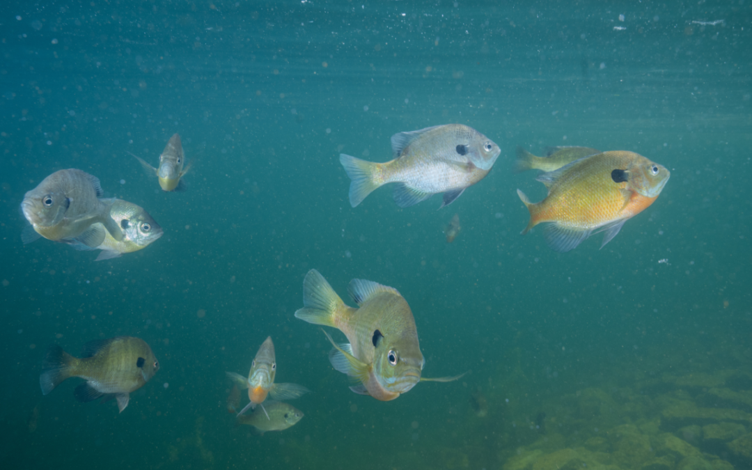 bluegill spawning habitat