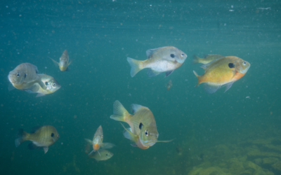 Crafting Optimal Spawning Habitat for Bluegill in Ponds and Lakes