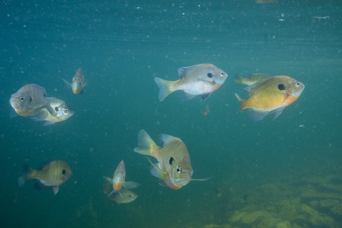 Creating Bluegill Spawning Habitat | TLC Perfect Pond