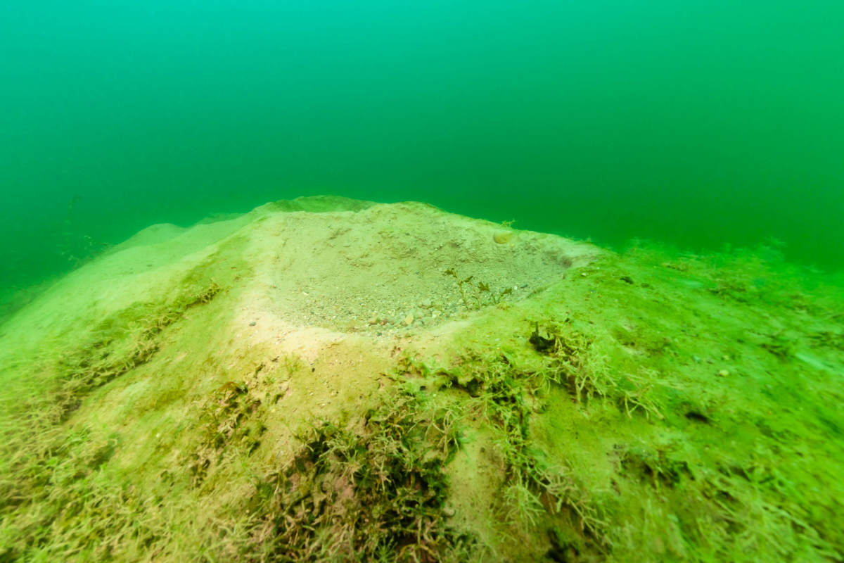 bluegill spawning habitat