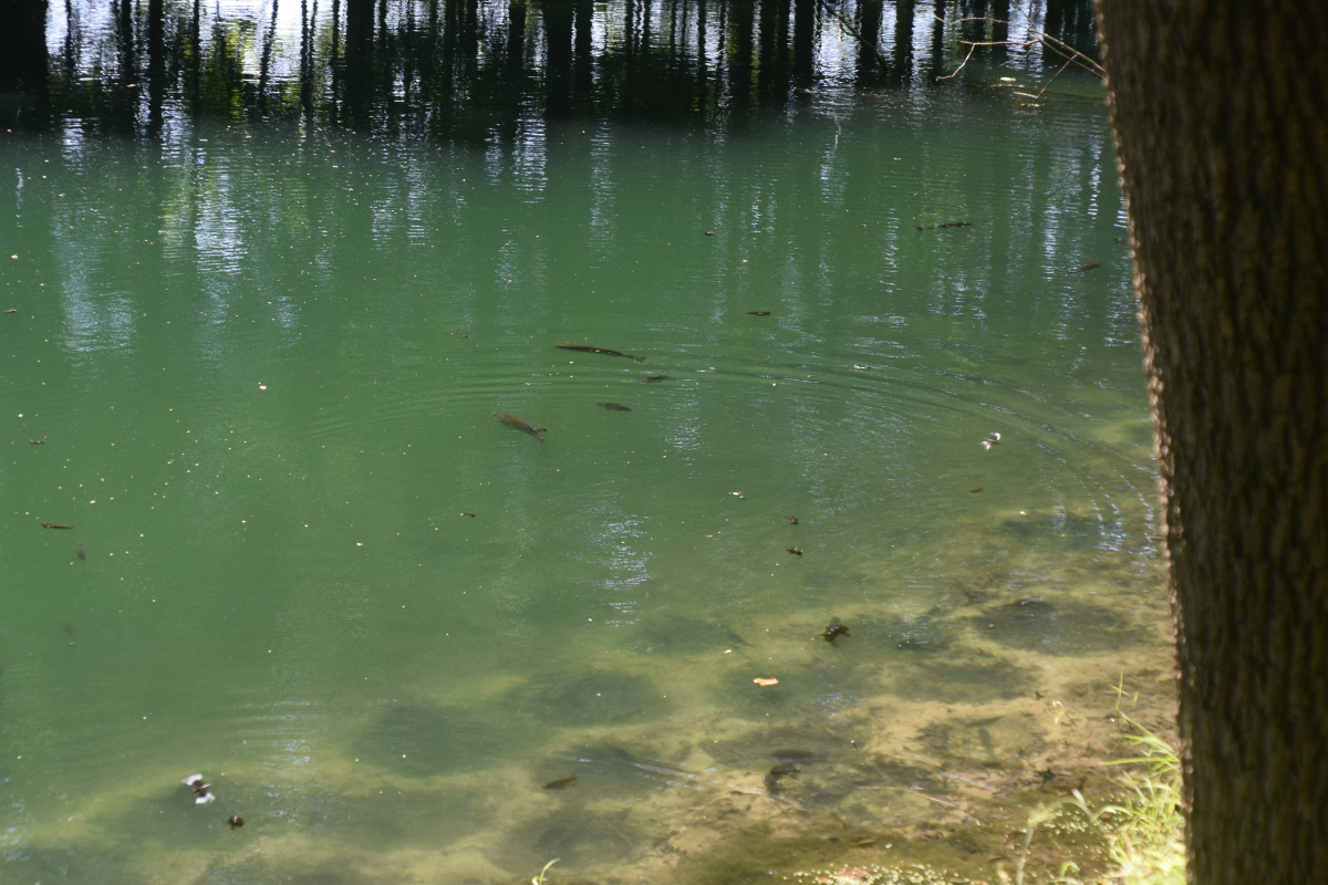 bluegill spawning habitat