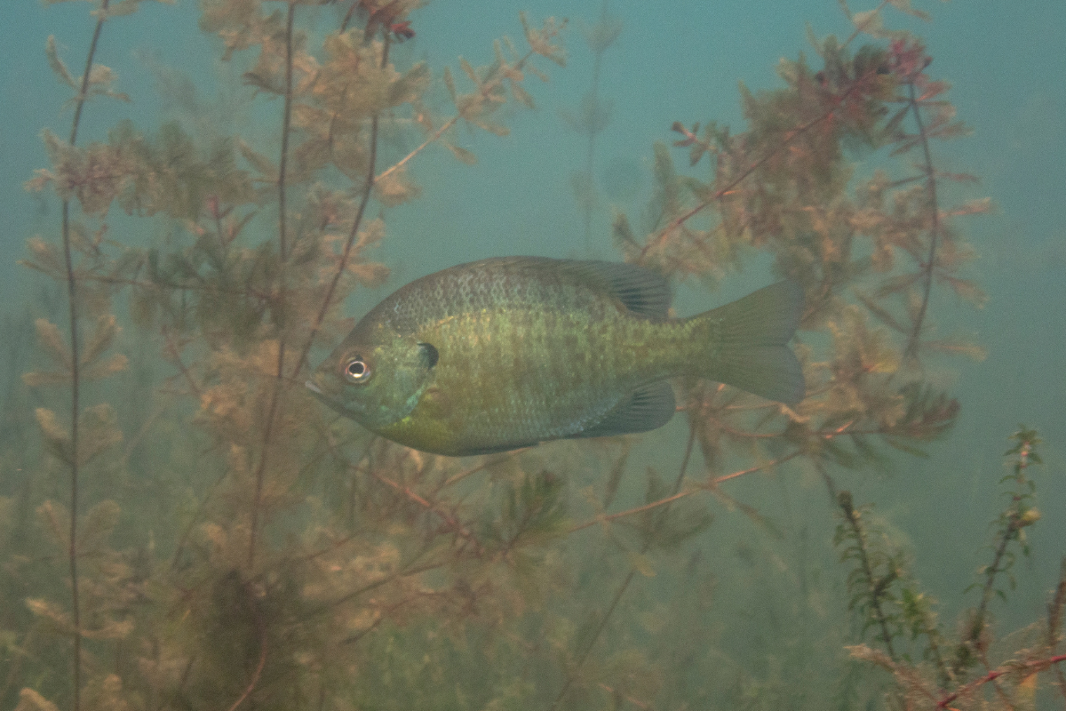 bluegill spawning habitat